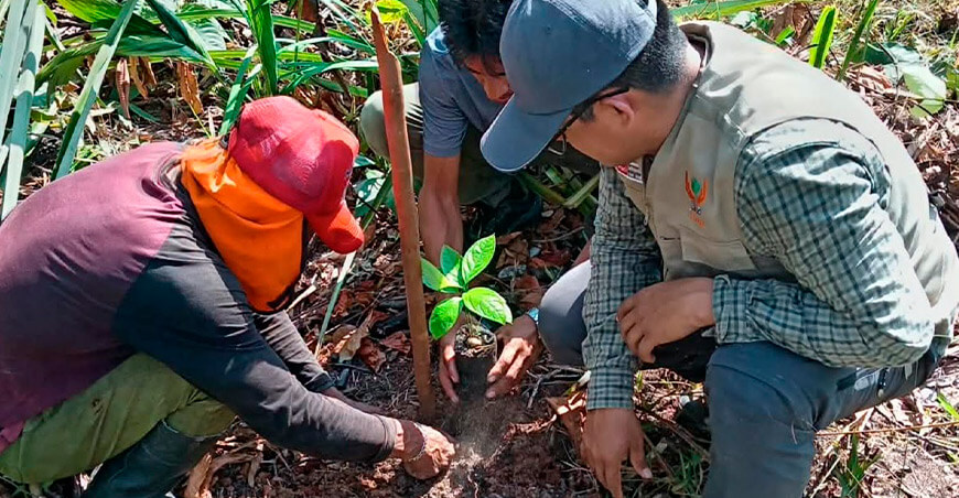 IIAP reintroduce palo de rosa en zonas donde desapareció hace décadas Loreto Perú