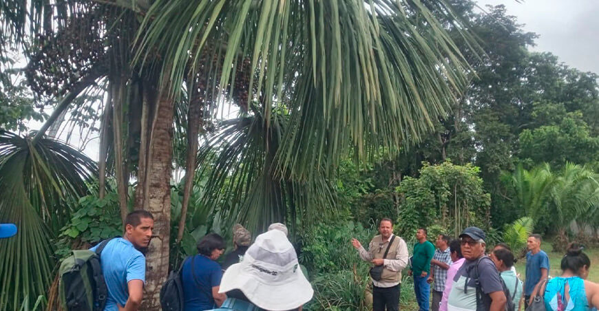 IIAP selecciona aguajes élite de menor altura y alta producción para facilitar la cosecha Ucayali Perú