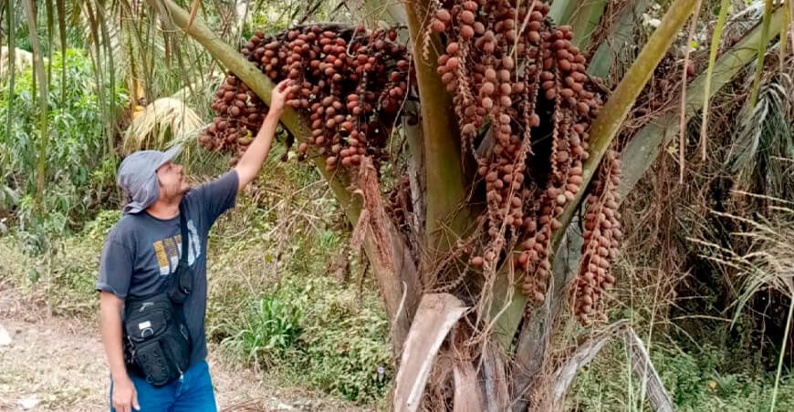 IIAP selecciona aguajes élite de menor altura y alta producción para facilitar la cosecha Ucayali Perú