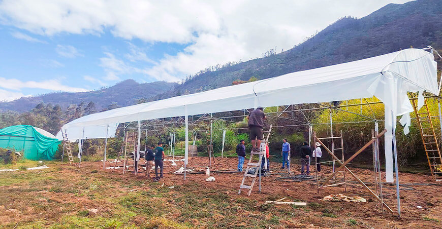 Asociación proyecta cosecha de 3,5 toneladas de fresa en su primera campaña Apurímac Perú