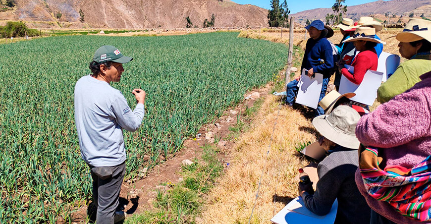 Agricultores de Arequipa adoptan tecnologías para mejorar la calidad del ajo INIA 105 – Donajus