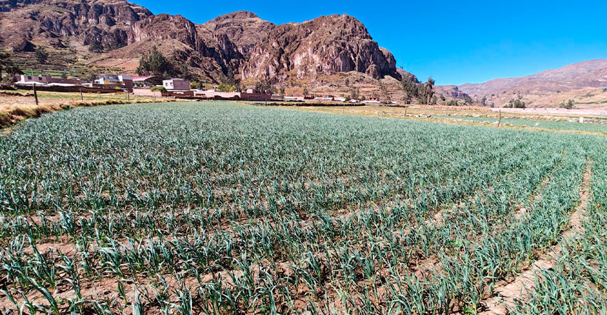 Agricultores de Arequipa adoptan tecnologías para mejorar la calidad del ajo INIA 105 – Donajus