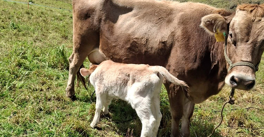 INIA entrega semen de alta calidad genética para mejorar el ganado vacuno en Haquira Apurímac Perú