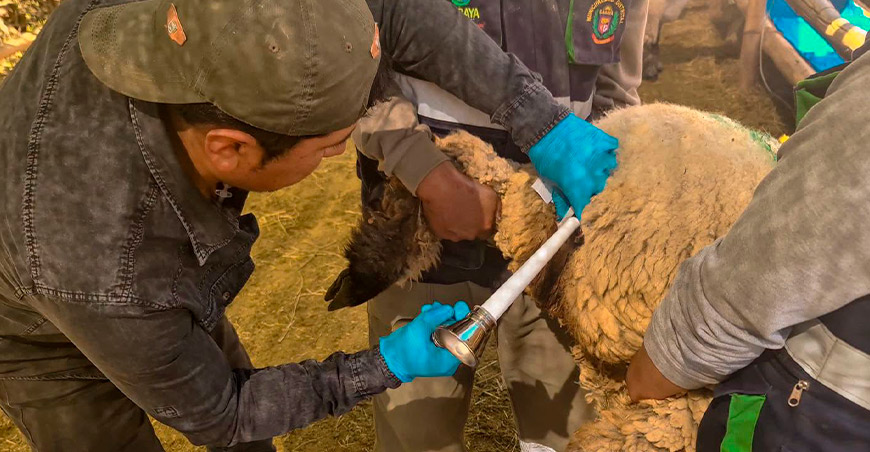 Buscan mejorar la calidad genética de ovinos con inseminación artificial en Ilabaya Tacna Perú