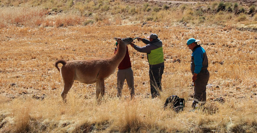 Inspección y seguimiento a llamas y alpacas machos mejora la genética de Espinar Cusco Perú