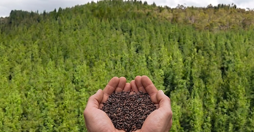 ITP brindará curso especializado sobre semillas de calidad para fortalecer los bosques Perú