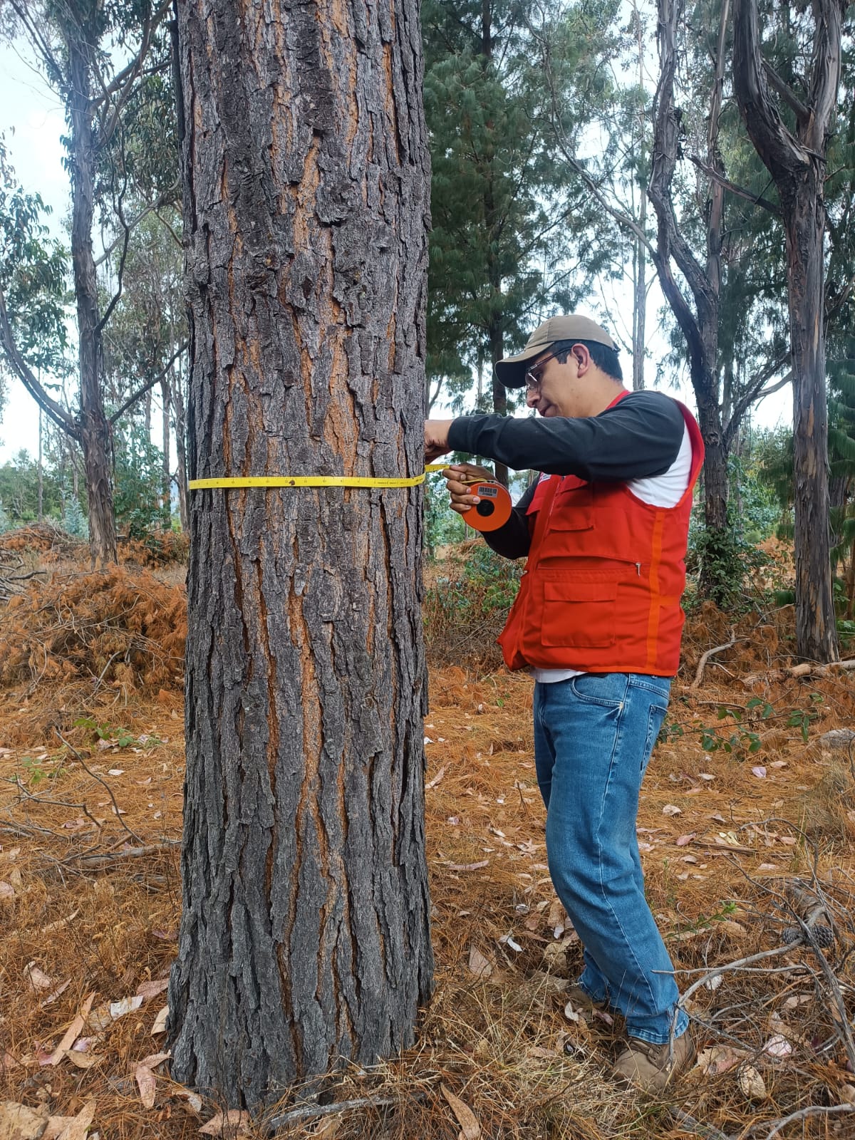 ITP brindará curso especializado sobre semillas de calidad para fortalecer los bosques