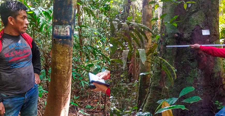 Verificaron árboles para garantizar el aprovechamiento sostenible en el bosque Requena Loreto Perú
