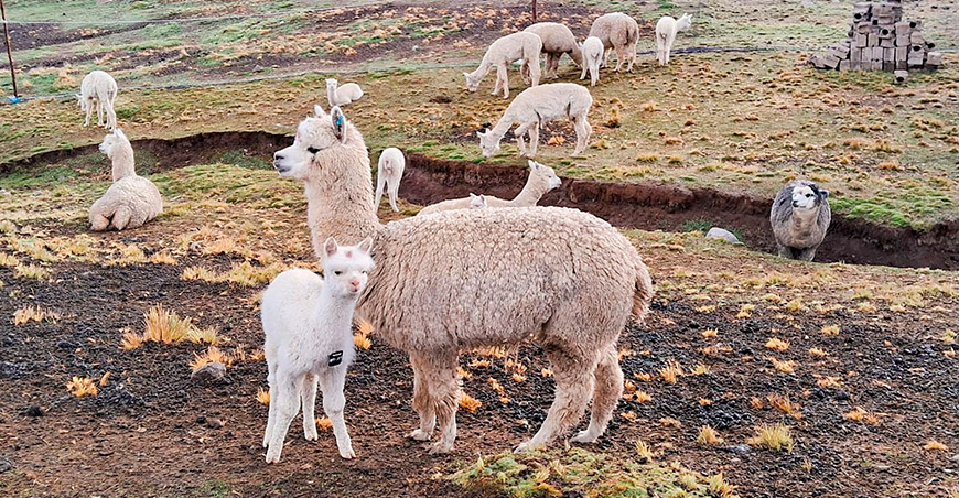 Impulsan el mejoramiento genético de más de 6000 alpacas mediante empadre controlado en ocho regiones