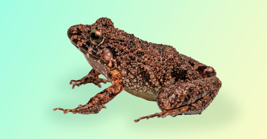 Nueva especie de rana fue descubierta en la zona de amortiguamiento del Parque Nacional Cordillera Azul