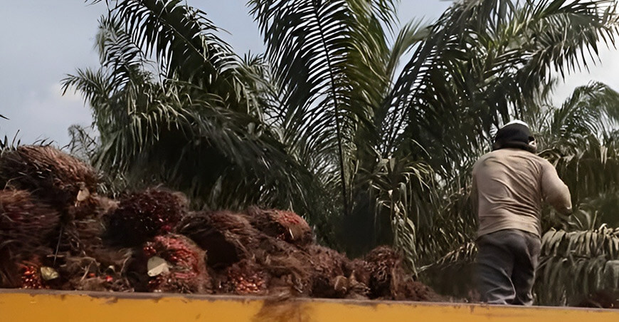 Latina Noticias destaca desarrollo de comunidades nativas por la palma aceitera Ucayali Perú