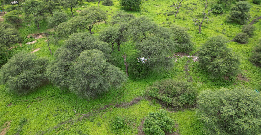 Osinfor y Aider apuestan por tecnología para proteger los bosques secos y preservar el algarrobo