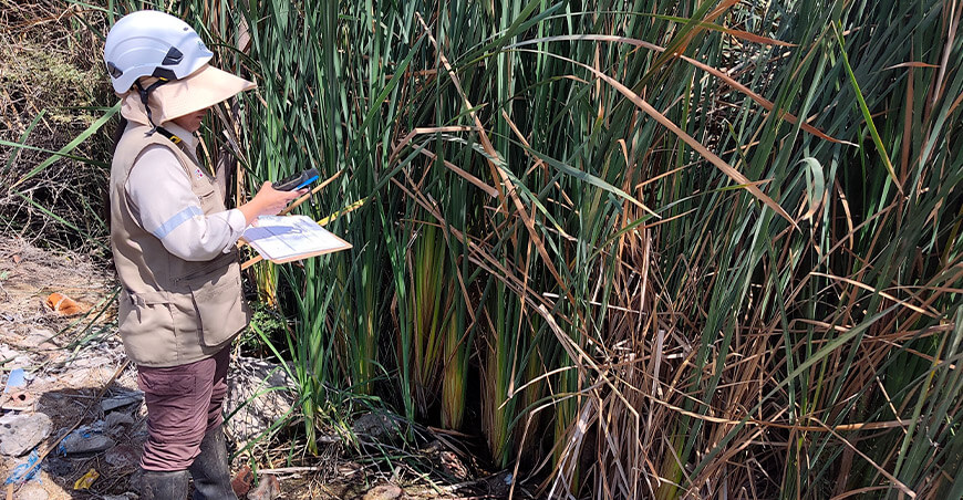 Supervisión forestal contribuye a la conservación de los humedales del norte del Perú Osinfor