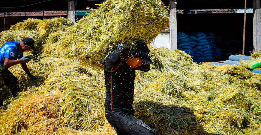 Entregaron pacas de heno para garantizar alimento de ganado en Orcopampa Arequipa Perú