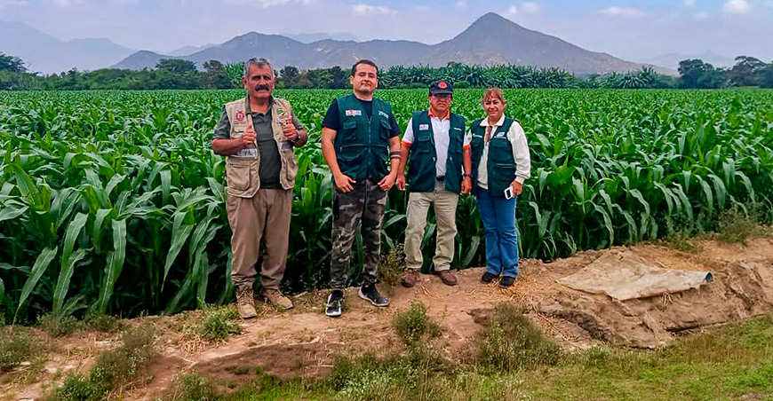 Instalan parcela demostrativa de maíz amarillo en Chongoyape Lambayeque Perú