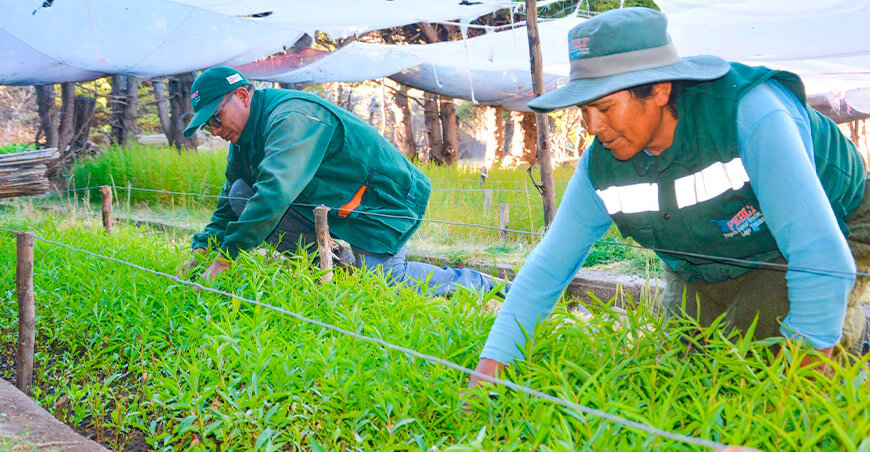 Acciones ambientales refuerzan la protección y desarrollo de la cuenca del Lago Titicaca Puno Perú PEBLT producción plantones para la reforestación