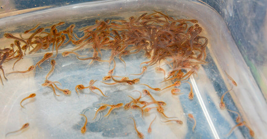 Acciones ambientales refuerzan la protección y desarrollo de la cuenca del Lago Titicaca Puno Perú PEBLT siembra de peces nativos