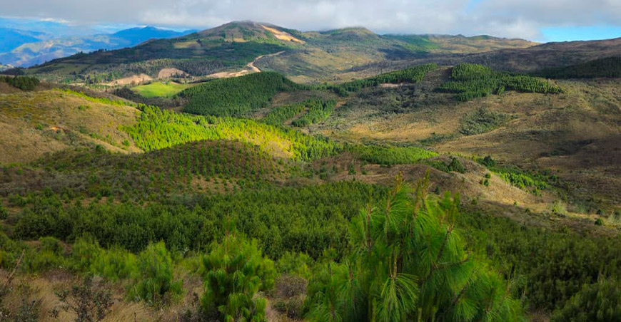 Reforestación con más de 480 000 plantones protegerá la cuenca del río Huancabamba PEOT Perú