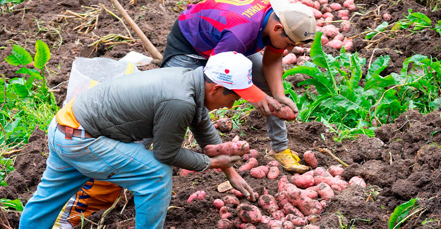 productores cosechan papa Cutervo Cajamarca Perú
