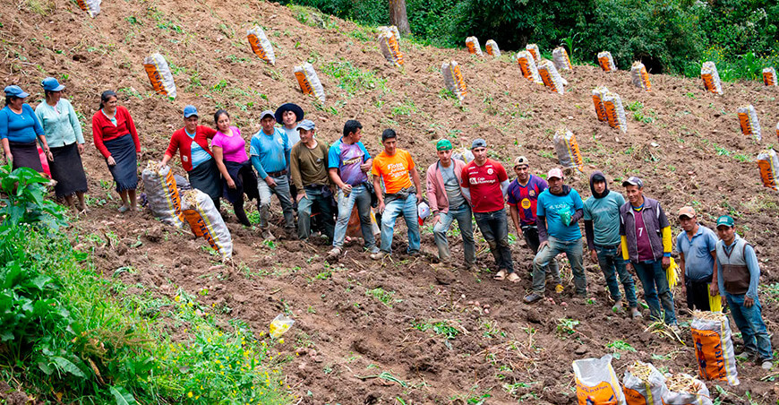 productores cosechan papa Cutervo Cajamarca Perú