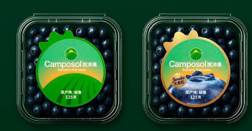Camposol lidera el arranque de la campaña de arándanos a China y consolida su marca Kai Péi Guǒ
