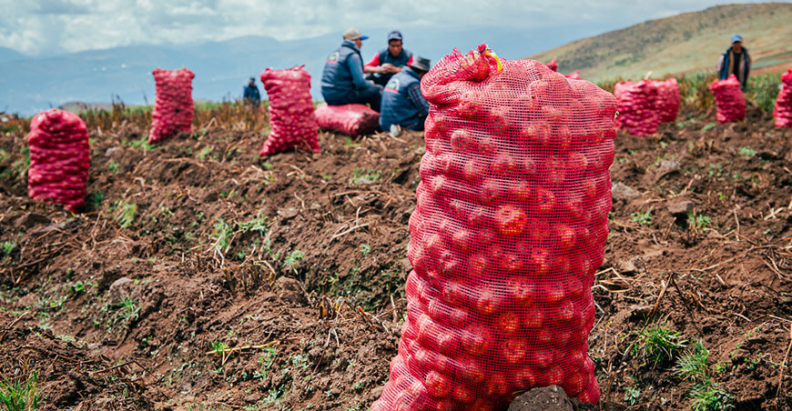 Perú cosecha papa