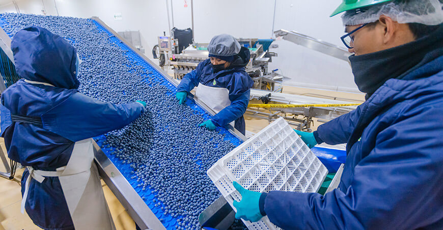 Perú abre el mercado de Egipto para el arándano peruano