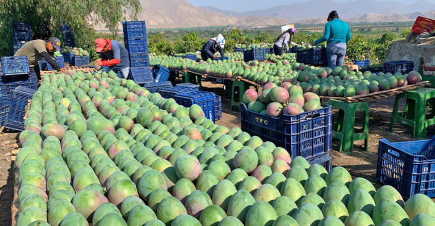 Perú exportación de mango peruano