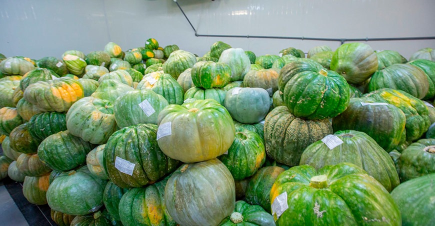 Productores de Moquegua exportan por segunda vez 30 toneladas de zapallo a Chile