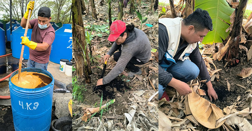 Productores de Piura elaboran sus propios bioinsumos para fortalecer el banano orgánico frente al Fusarium