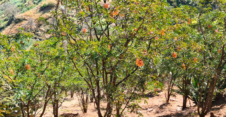 72 productores de Chincheros formalizan sus plantaciones de tara Apurímac Perú 