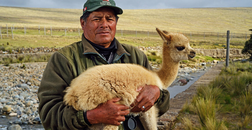 Población de vicuñas en áreas naturales protegidas Perú