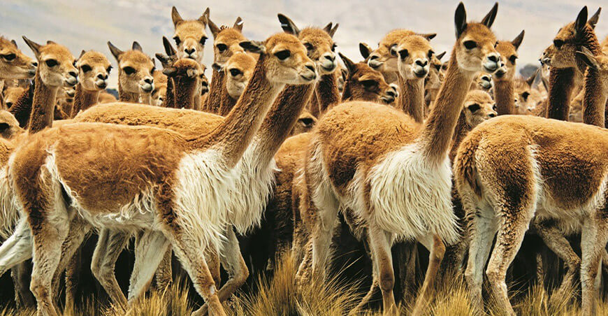 Población de vicuñas en áreas naturales protegidas Perú