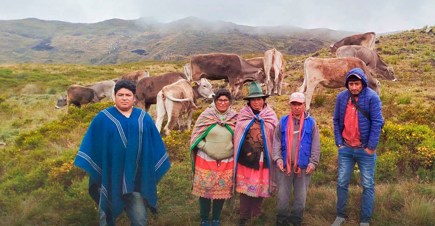 Ganaderos de Marañón reciben vacunos Brown Swiss para mejorar su producción Huánuco Perú