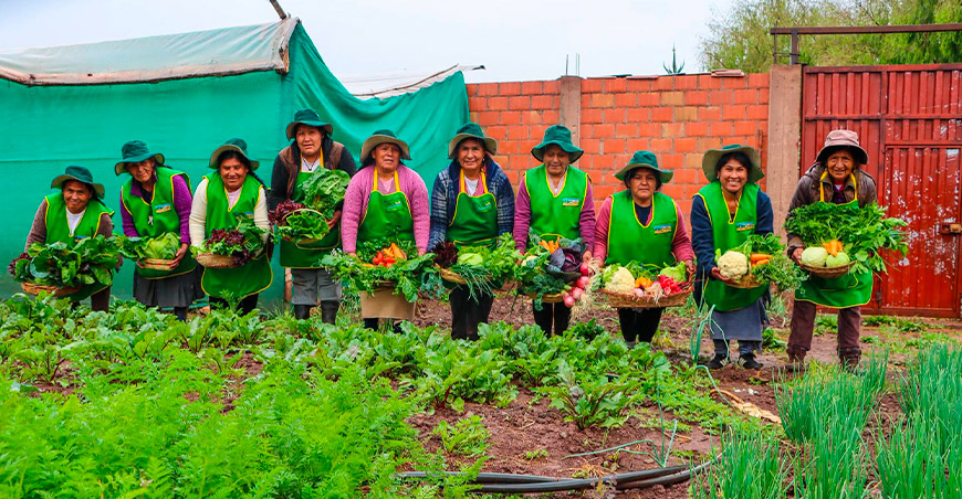 Agua del Apu Pachatusan sostiene la producción orgánica de hortalizas en Huasao Oropesa Cusco Perú