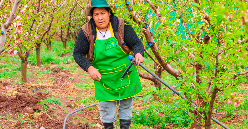 Agua del Apu Pachatusan sostiene la producción orgánica de hortalizas en Huasao Oropesa Cusco Perú