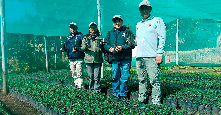 Producen 30 000 plántulas de queñua para restaurar el ACR Titankayocc Ayacucho Perú