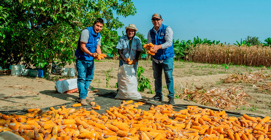 Productores del Medio Piura cosecharon maíz con resultados favorables