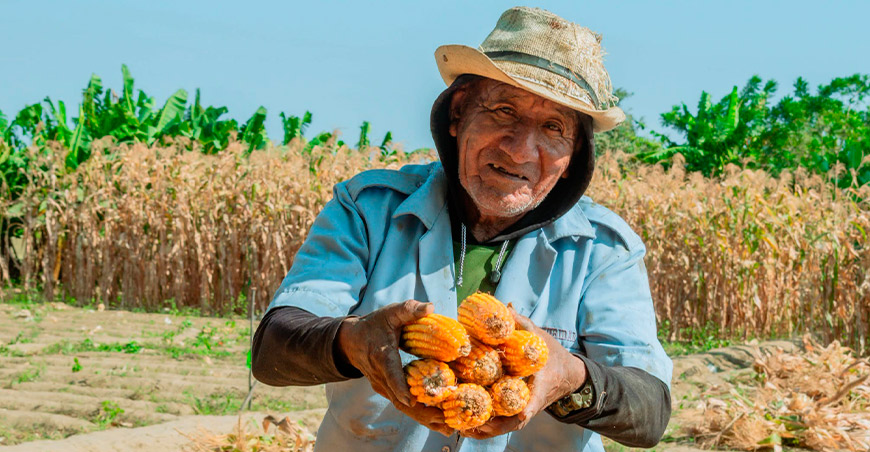 Productores del Medio Piura cosecharon maíz con resultados favorables