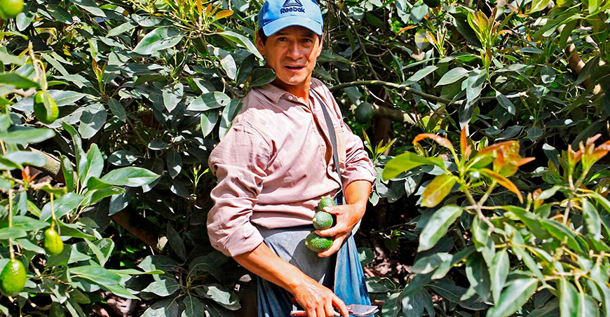 productor de palta Junín Perú