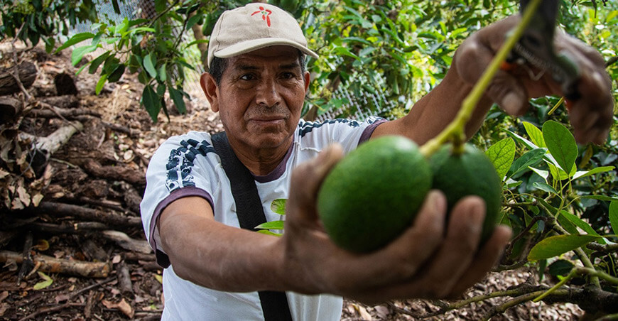 productor palta Hass peruana
