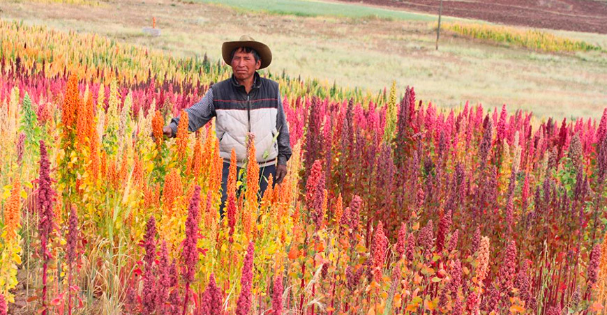 Productor de quinua Perú