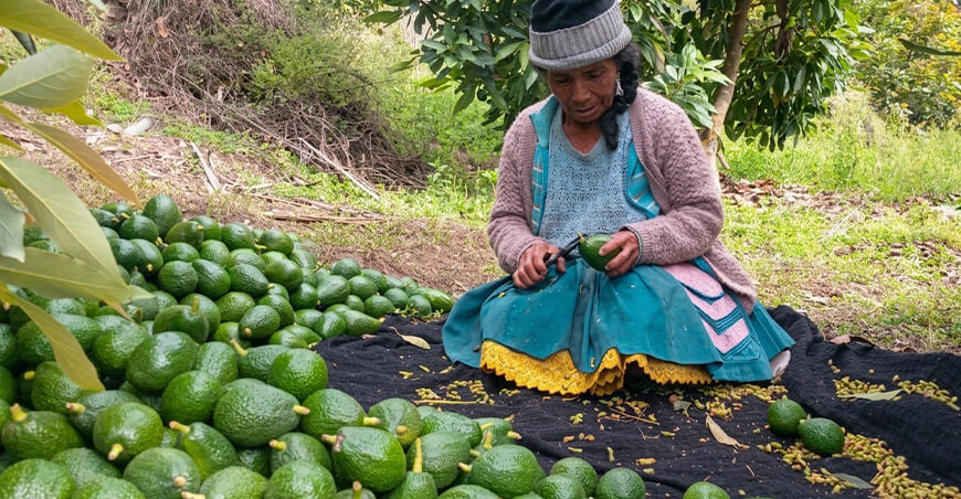productora de palta peruana