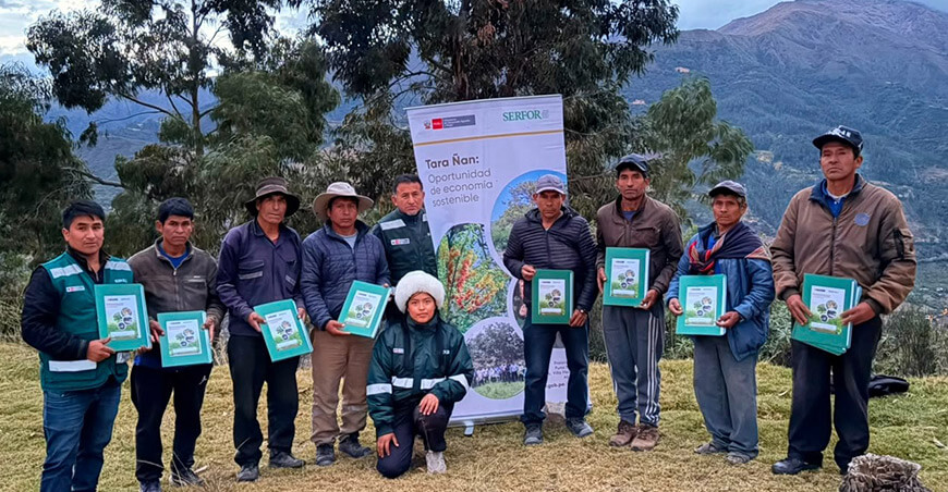 72 productores de Chincheros formalizan sus plantaciones de tara Apurímac Perú