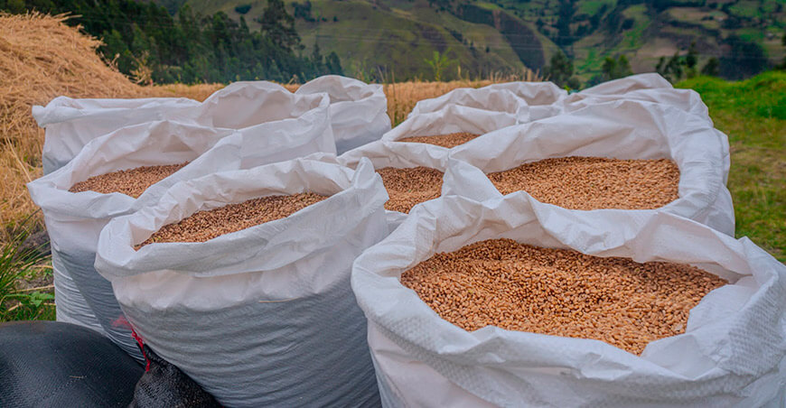 Productores elevan rendimiento de trigo a 4,5 toneladas por hectárea Huancabamba Piura Perú