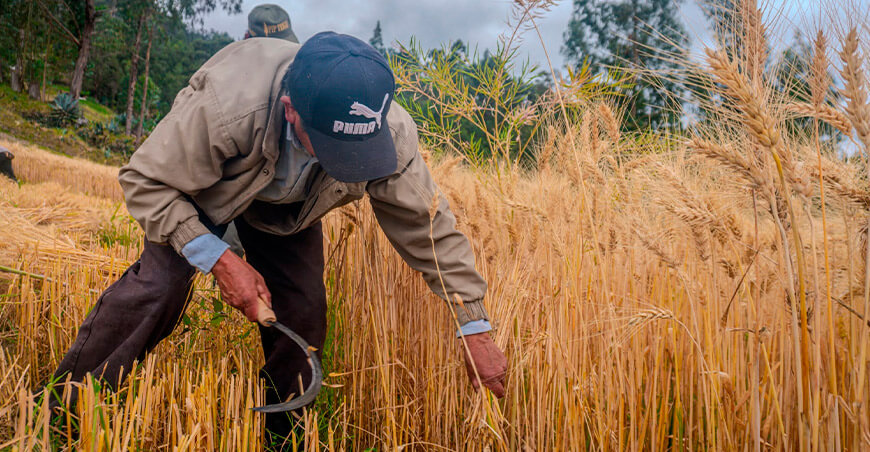 Productores elevan rendimiento de trigo a 4,5 toneladas por hectárea Huancabamba Piura Perú