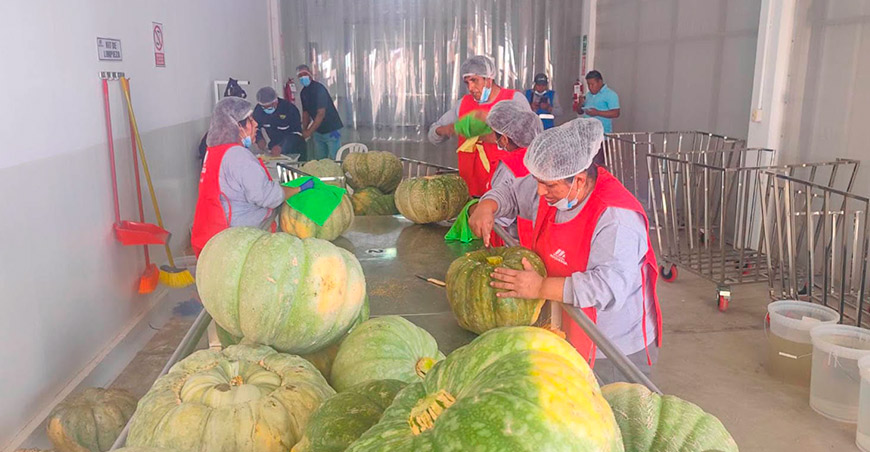 Productores de San Antonio exportan 25 toneladas de zapallo peruano a Chile