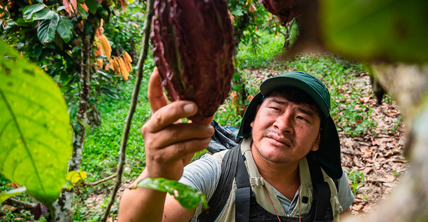 Agricultores del PAPEC de Tamshi ganan concurso de “Súper Árboles Nativos de Cacao” Perú