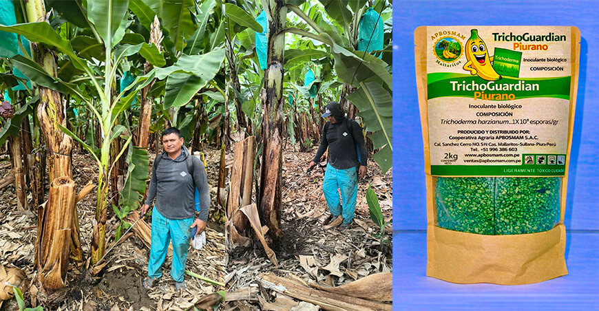Módulo de microorganismos benéficos en el valle del Chira produce Trichoderma y Bacillus subtilis Piura Perú