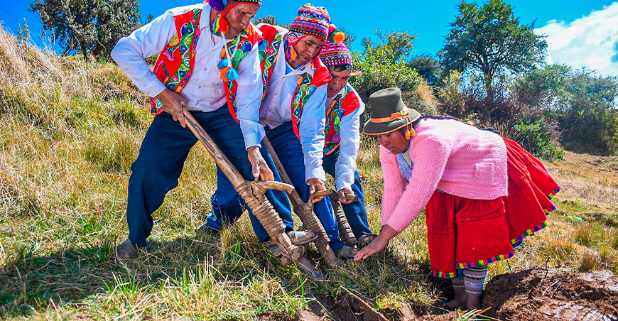 Recuperan saberes ancestrales para preservar los cultivos andinos Pitumarca Acomayo Cusco Perú